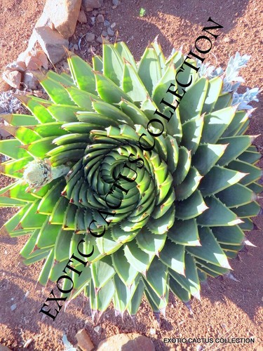 Aloe polyphylla spiral - aloe,