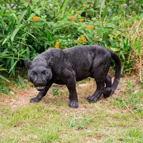 Black panther stalking garden - stalking,