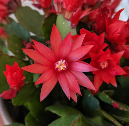 Red easter cactus - red,