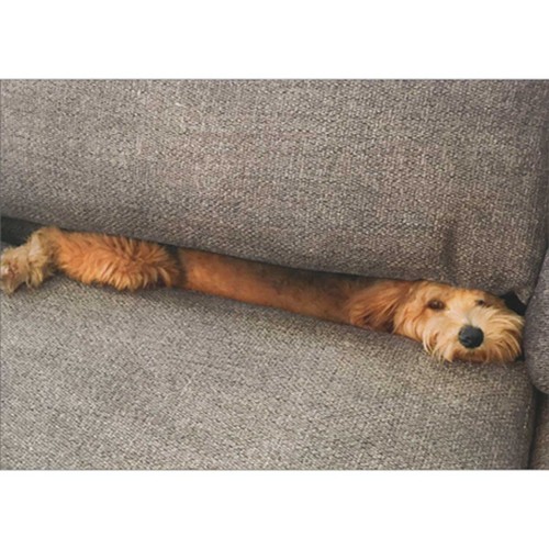 Brown dog hiding under - brown,