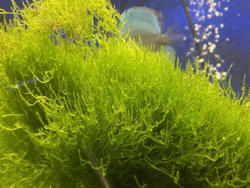 Live flame moss - live,