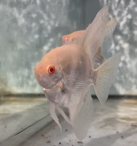 Albino angelfish - albino,