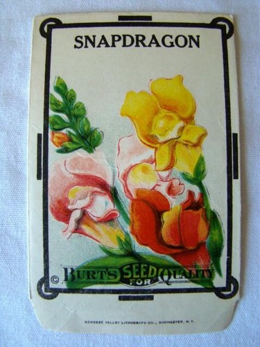 Antique snapdragon burt s - snapdragon, 'burt's
