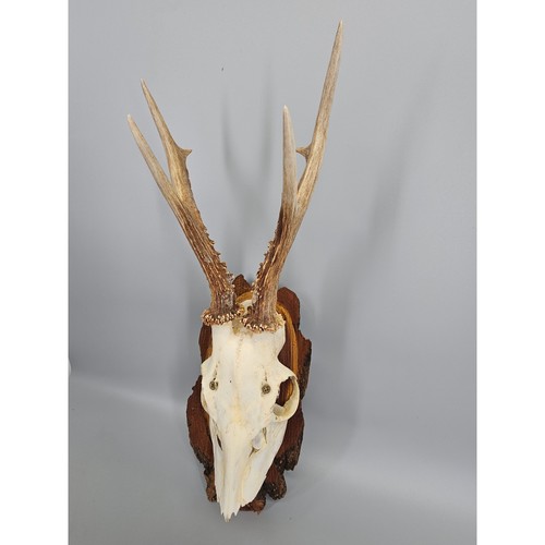 Roe deer antler mount - antler, 12.5"