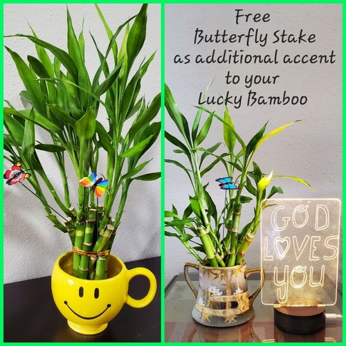 Lucky bamboo plants 5 - bamboo,