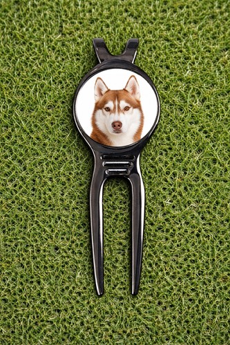 Red white siberian husky dog - white,