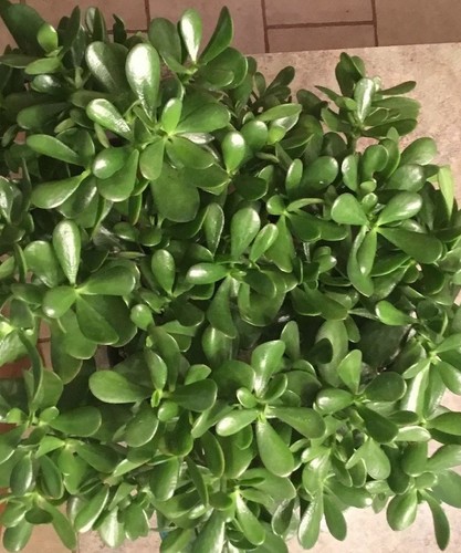 Sale jade plant money - sale,