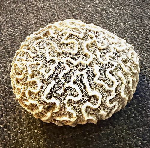 Real natural tropical - real, brain