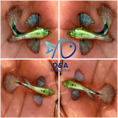 Premium live green dumbo guppy - live,