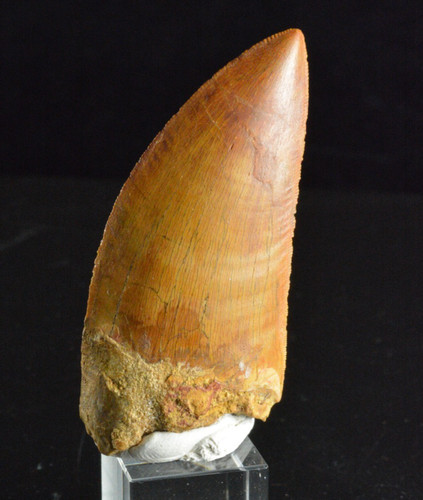 Carcharodontosaurus dinosaur - carcharodontosaurus,