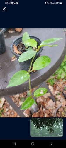 Rare hoya carnosa plant - rare,