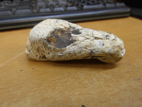 Real dinosaur fossil skull - real,