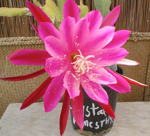 Epiphyllum orchid cactus - epiphyllum,, cactus,