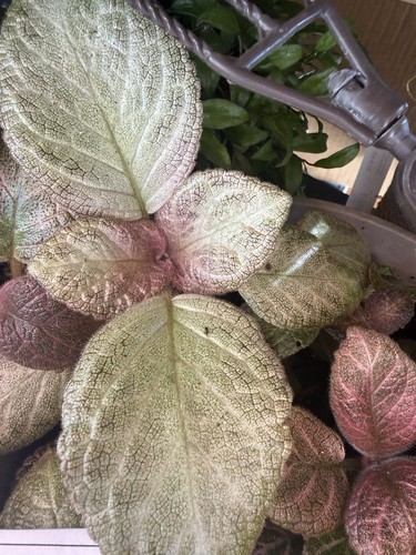 Episcia cupreata terrarium - episcia,