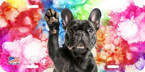 French bulldog brindle face - french,