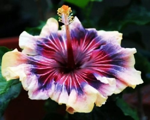 Madagascar hibiscus - 🌺🌺,