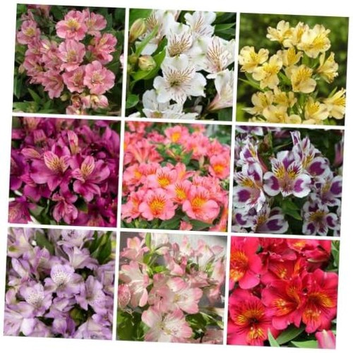 Alstroemeria seeds for - seeds,