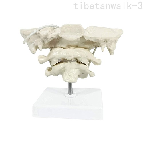 Magnification human - 1.5x,