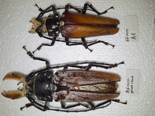 Callipogon barbatus pair 86 - callipogon,