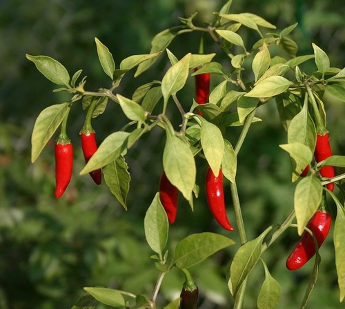 Chile arbol hot pepper - chile, de