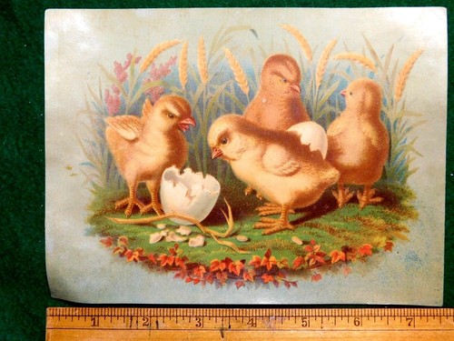 1870s 80s lovely newly - newly, hatched