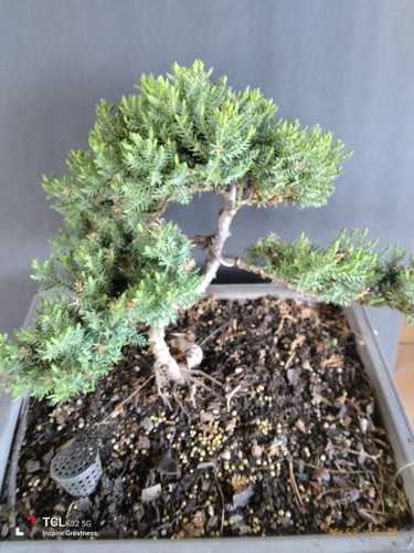 Large juniper bonsai - large,