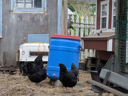 Pure black ayam cemani - black,