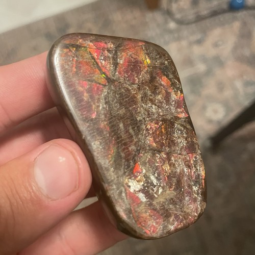 Amazing ammolite ammonite - amazing,