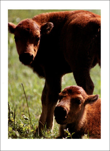 1998 vintage print baby - 1998,