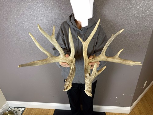 Two big 6pt whitetail - two, deer