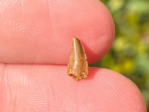 Theropod dinosaur tooth fossil - theropod,