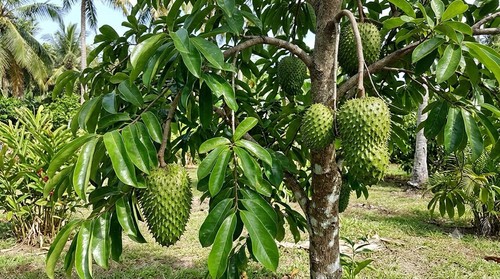 Soursop tree tall live - tree, ft