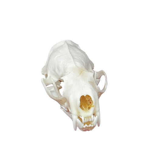 Taxidermy real animals - animals, skulls