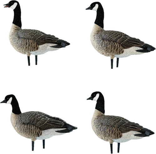 Avian axp lessers canada - x,