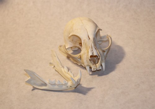 Large real bobcat skull - large,