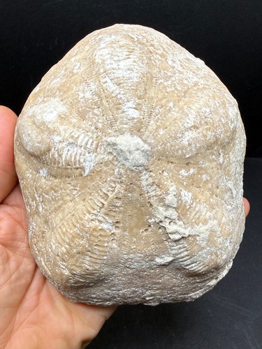 Rare clypeaster sea biscuit - sea,