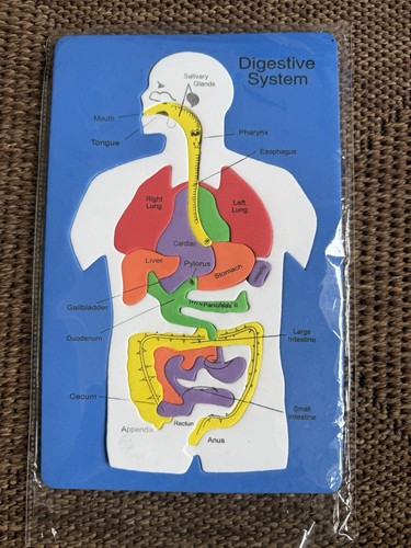 Digestive system foam - digestive,