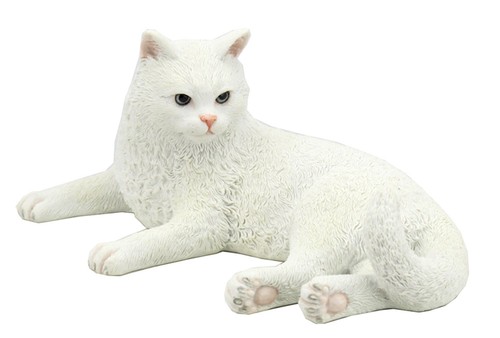 Inch british shorthair - 5,