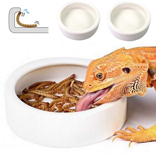 Reptile food dish bowl - dish,
