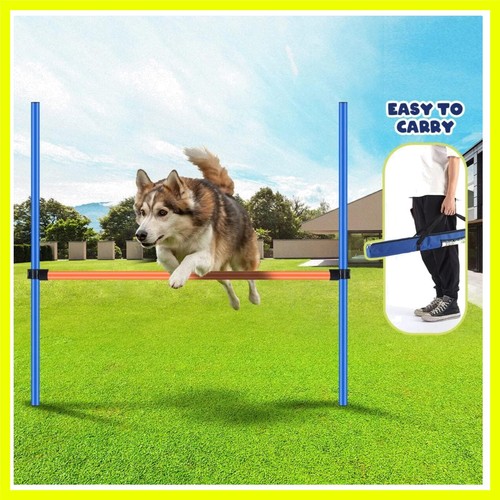 Dog agility training - dog,