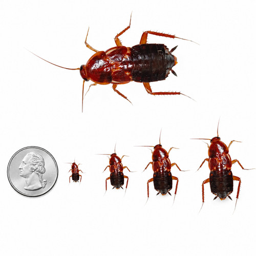 100 turkestan red runner - red,