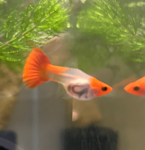 Guppy fish wild koi - wild,
