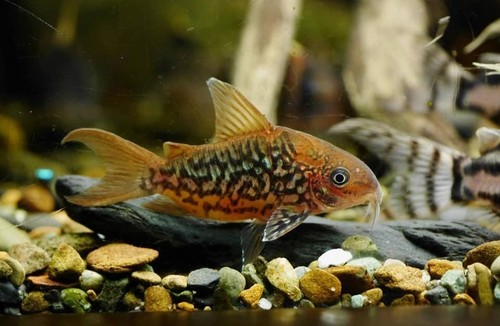 Cw005 pantanalensis corydoras - cw005,