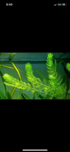 Aquarium and pond plant - and,