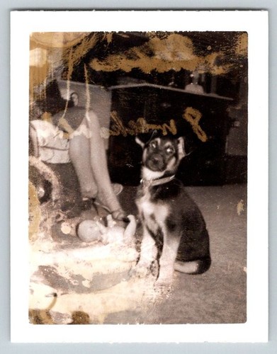 Vintage photo german shepherd - vintage,