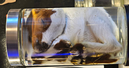 Wet specimen baby goat small - wet,