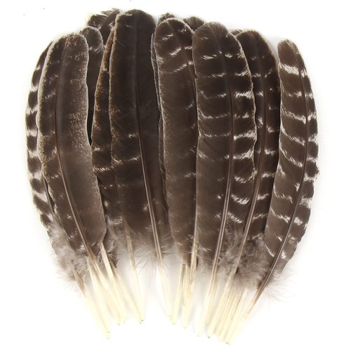 Wild turkey feathers - wild, 15pcs