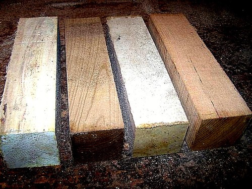 Variety pack beech birch - variety,