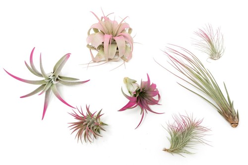 Raspberry tillandsia air - raspberry,