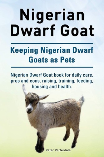 Nigerian dwarf goat - nigerian,